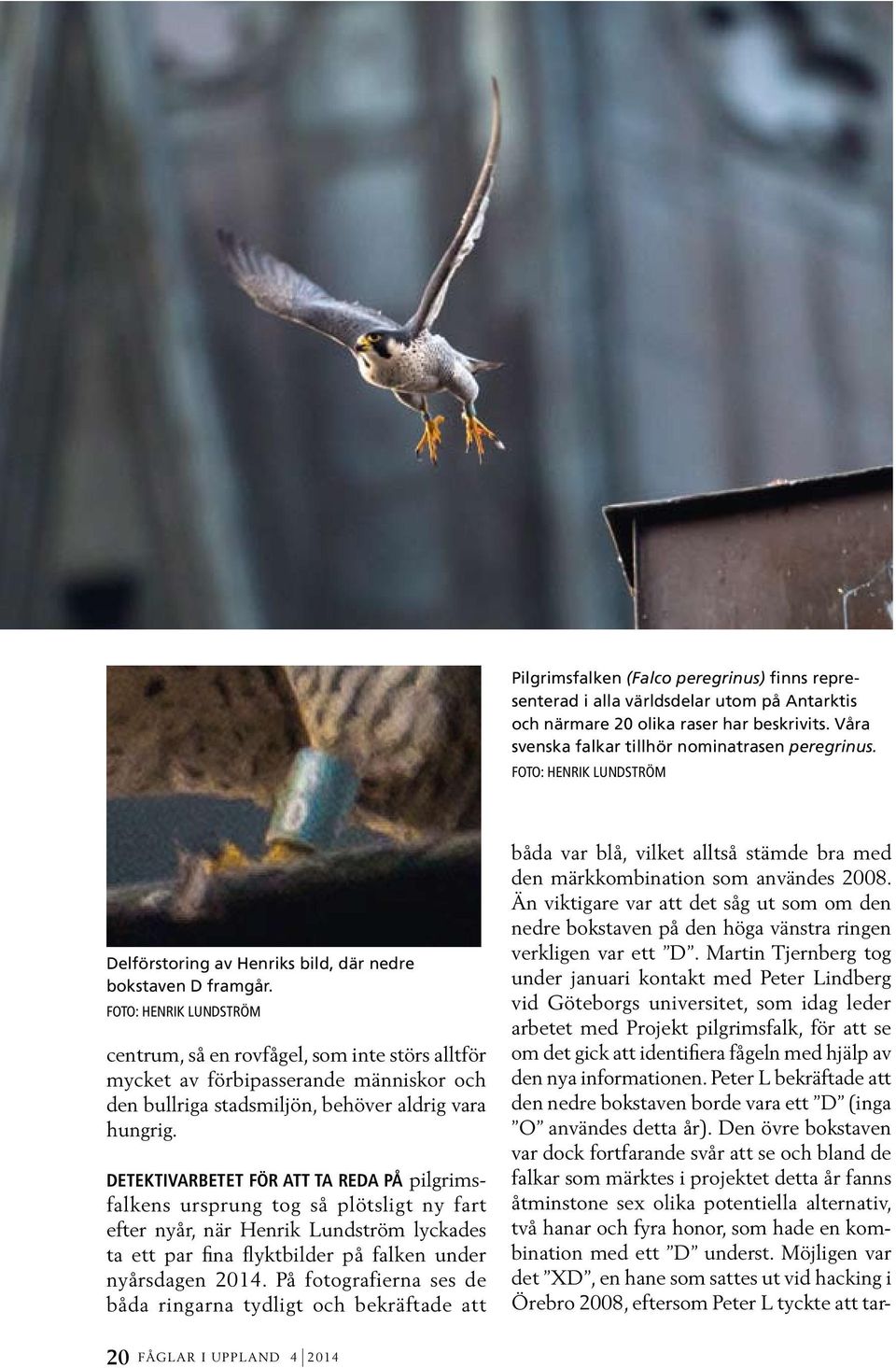 FOTO: HENRIK LUNDSTRÖM centrum, så en rovfågel, som inte störs alltför mycket av förbipasserande människor och den bullriga stadsmiljön, behöver aldrig vara hungrig.