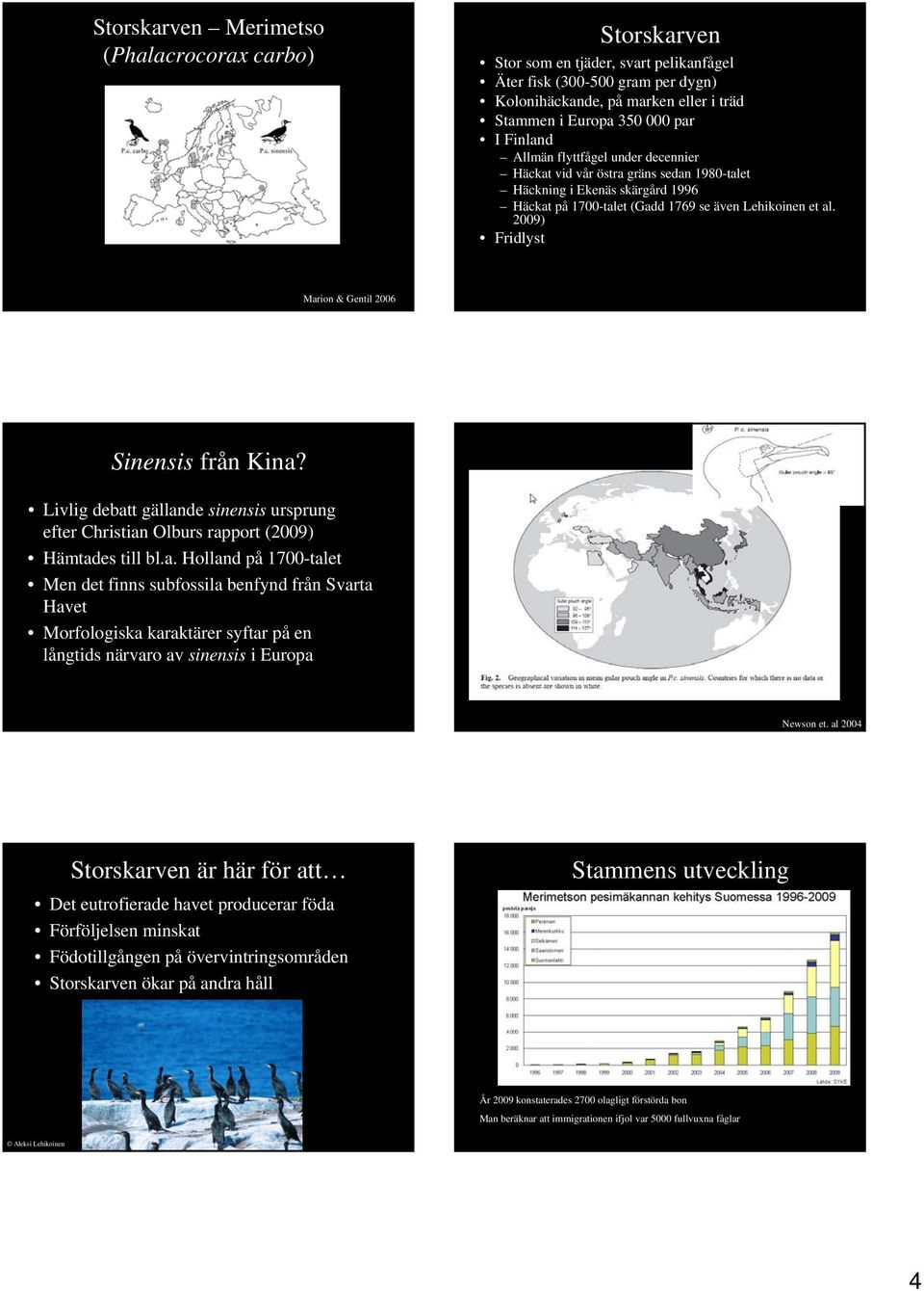 2009) Fridlyst Marion & Gentil 2006 Sinensis från Kina? Livlig debatt gällande sinensis ursprung efter Christian Olburs rapport (2009) Hämtades till bl.a. Holland på 1700-talet Men det finns subfossila benfynd från Svarta Havet Morfologiska karaktärer syftar på en långtids närvaro av sinensis i Europa Newson et.