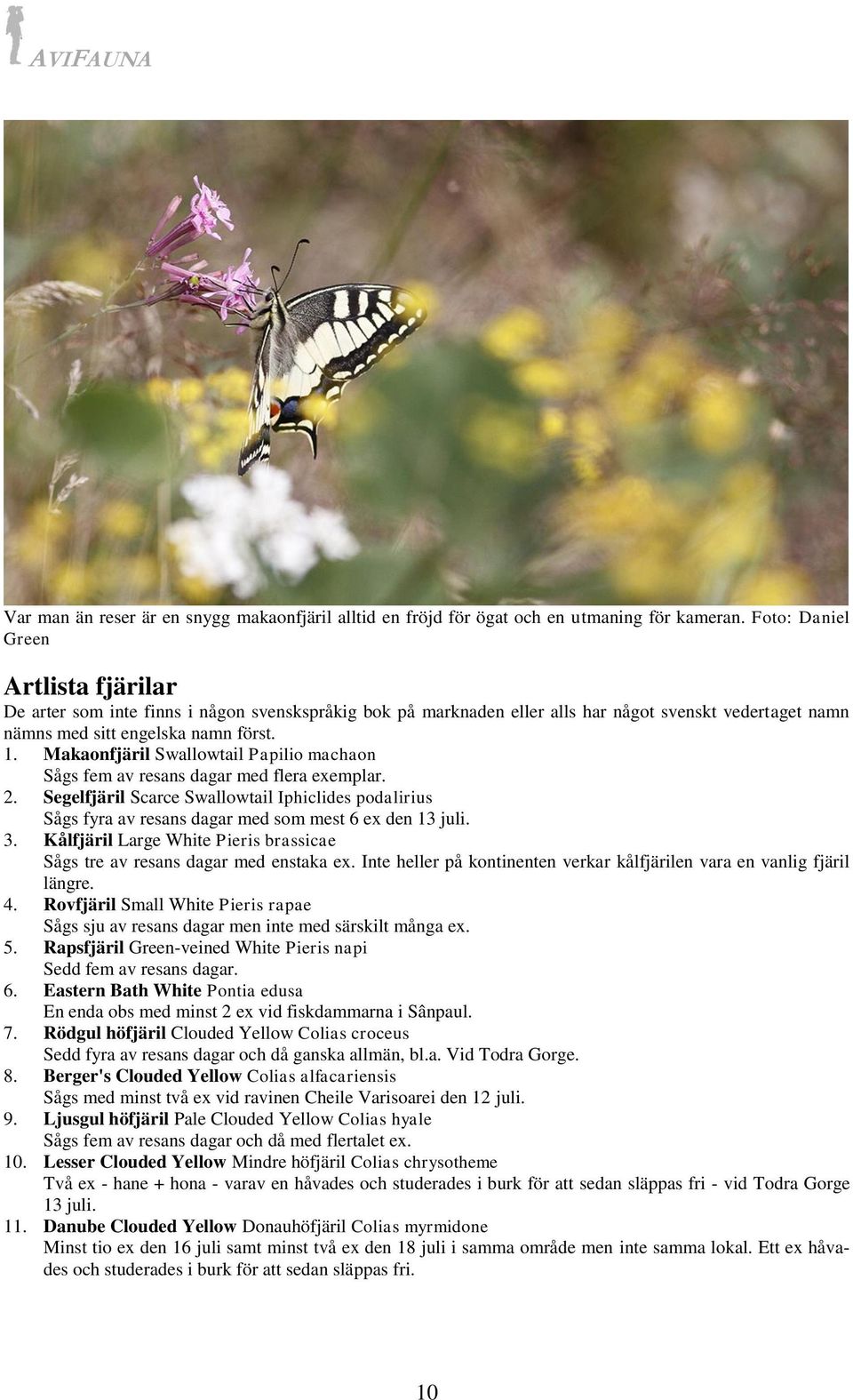 Makaonfjäril Swallowtail Papilio machaon Sågs fem av resans dagar med flera exemplar. 2. Segelfjäril Scarce Swallowtail Iphiclides podalirius Sågs fyra av resans dagar med som mest 6 ex den 13 juli.