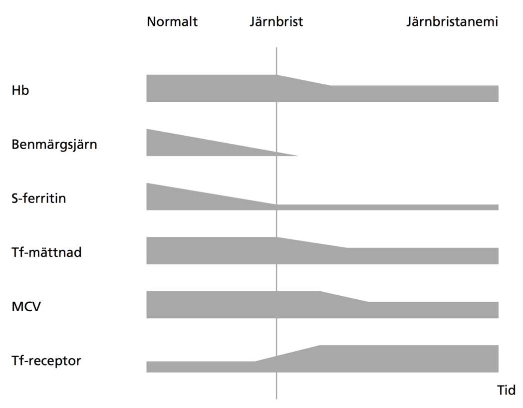 förändrats (Figur 2). Benmärgsjärn kan inte påvisas och S-ferritin är, om inte samtidig inflammation föreligger, subnormalt.