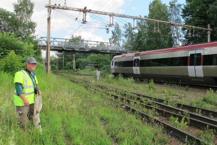 Äng med vialer och vickrar Stor kvantitet av gulvial, skogsvicker och andra vialer och vickrar förekommer ofta i anslutning till järnvägsstationer.