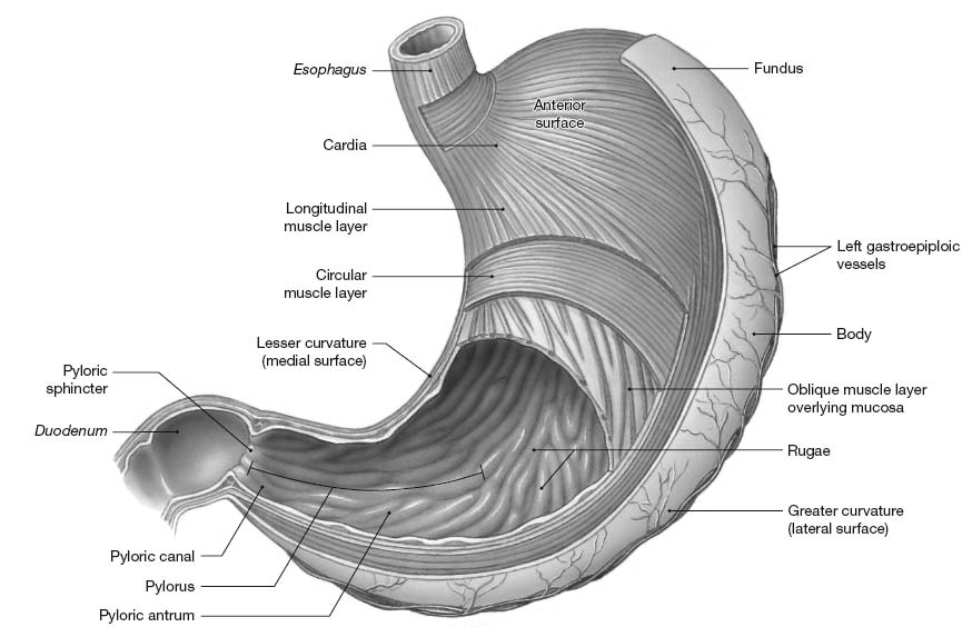 Magsäcken n Magsäcken (ventrikeln) är en reservoir för föda (receptiv relaxation av fundus-corpus; NO).