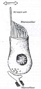 (a) (b) (c) Figur 1. Fiskens inneröra. (a) Innerörats placering i fiskhuvudet, med de tre båggångarna och de tre otolitsäckarna (utrikulus, sacculus och lagena).