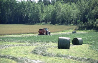 Mikroorganismer har generellt längre