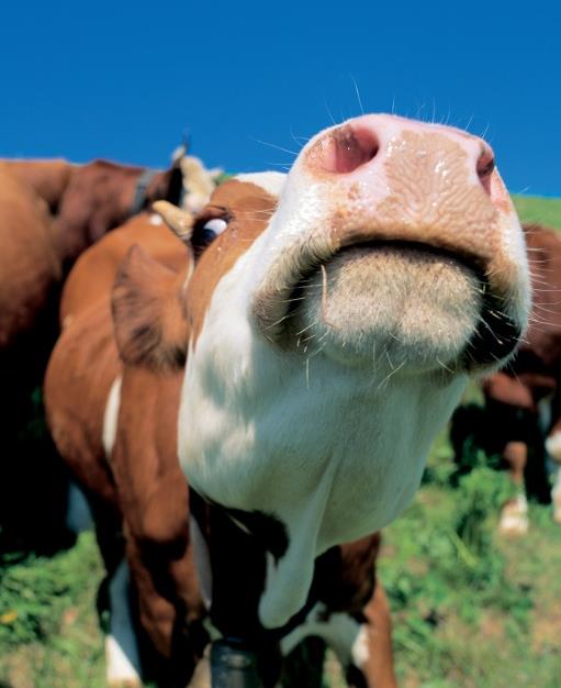 Uppväxling av essentiella aminosyror genom idisslare Studerade system: (R) Dagens typiska svenska system (Ensilage, korn) (M) Intensiv uppfödning med majsensilage och kraftfoder (F) Intensiv