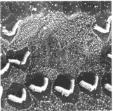 Ytterörat /4 = 2-2.5cm f = 3-4 khz 2-2.