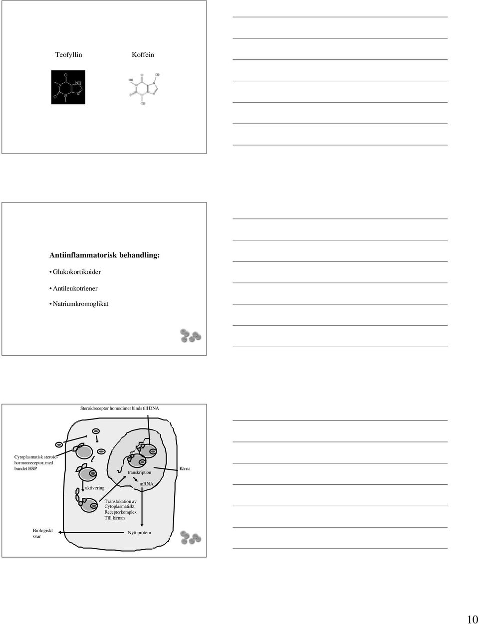 Cytoplasmatisk steroidhormonreceptor, med bundet HSP transkription Kärna