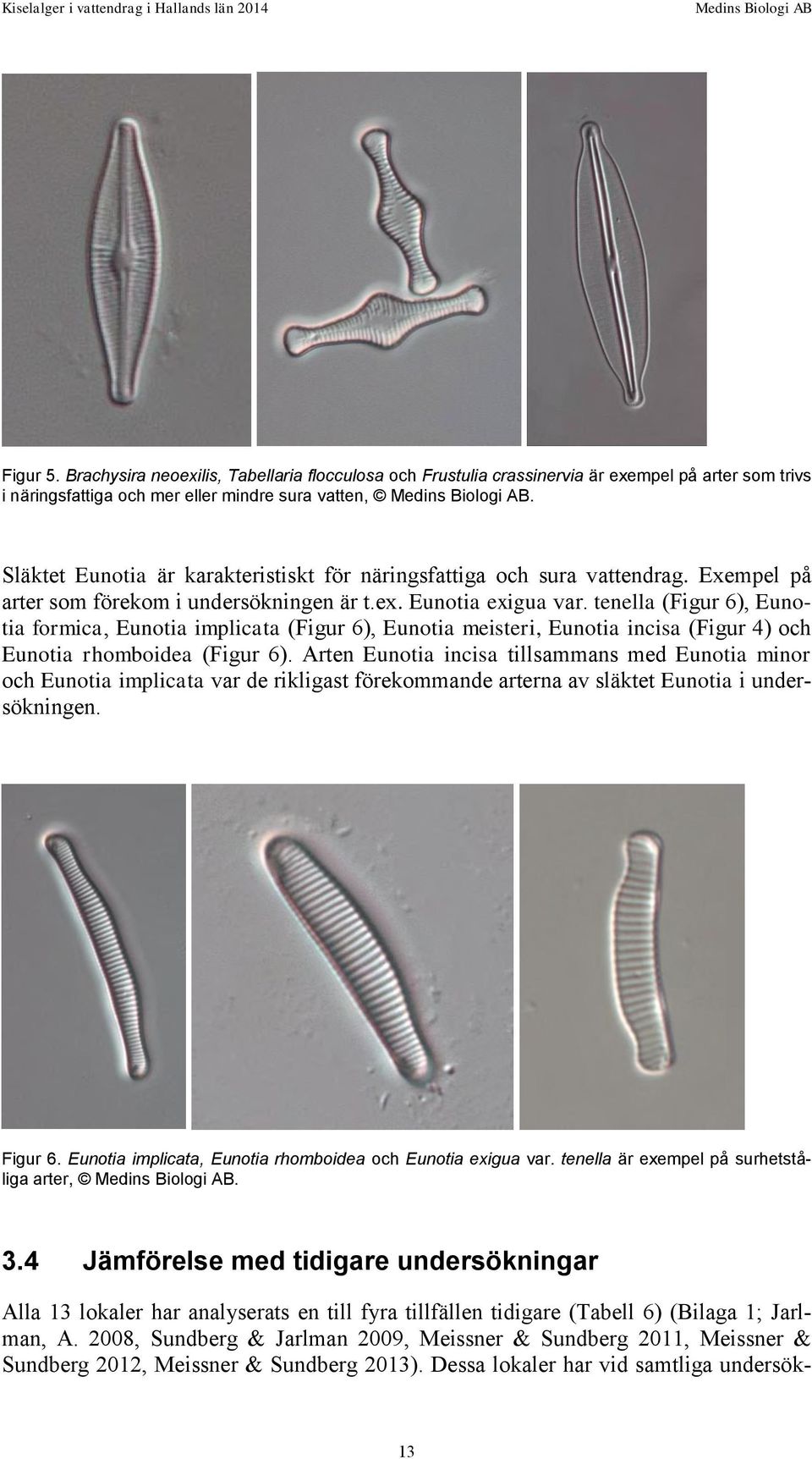 tenella (Figur 6), Eunotia formica, Eunotia implicata (Figur 6), Eunotia meisteri, Eunotia incisa (Figur 4) och Eunotia rhomboidea (Figur 6).