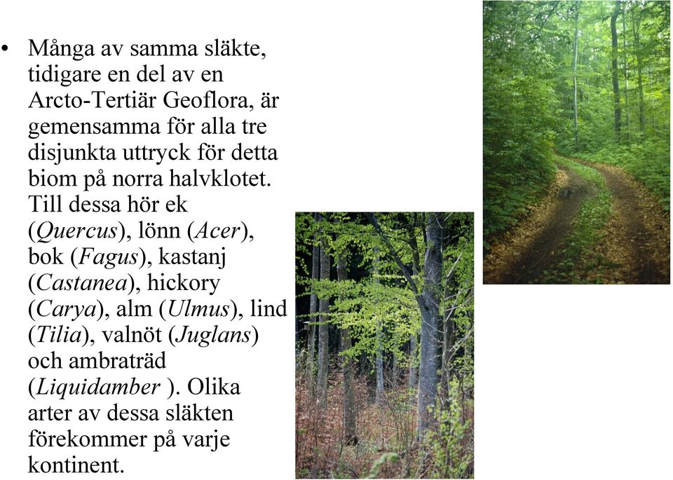 Till dessa hör ek (Quercus), lönn (Acer), bok (Fagus), kastanj (Castanea), hickory (Carya),