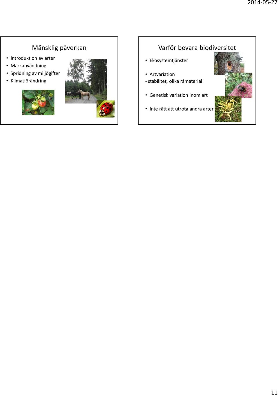 biodiversitet Ekosystemtjänster Artvariation - stabilitet,