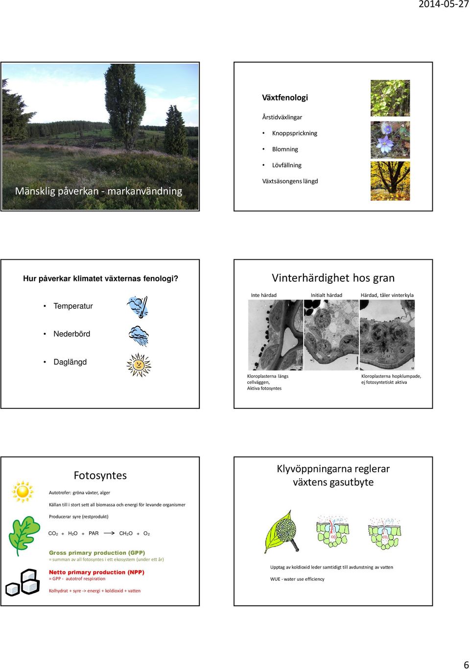 fotosyntetiskt aktiva Fotosyntes Autotrofer: gröna växter, alger Klyvöppningarna reglerar växtens gasutbyte Källan till i stort sett all biomassa och energi för levande organismer Producerar