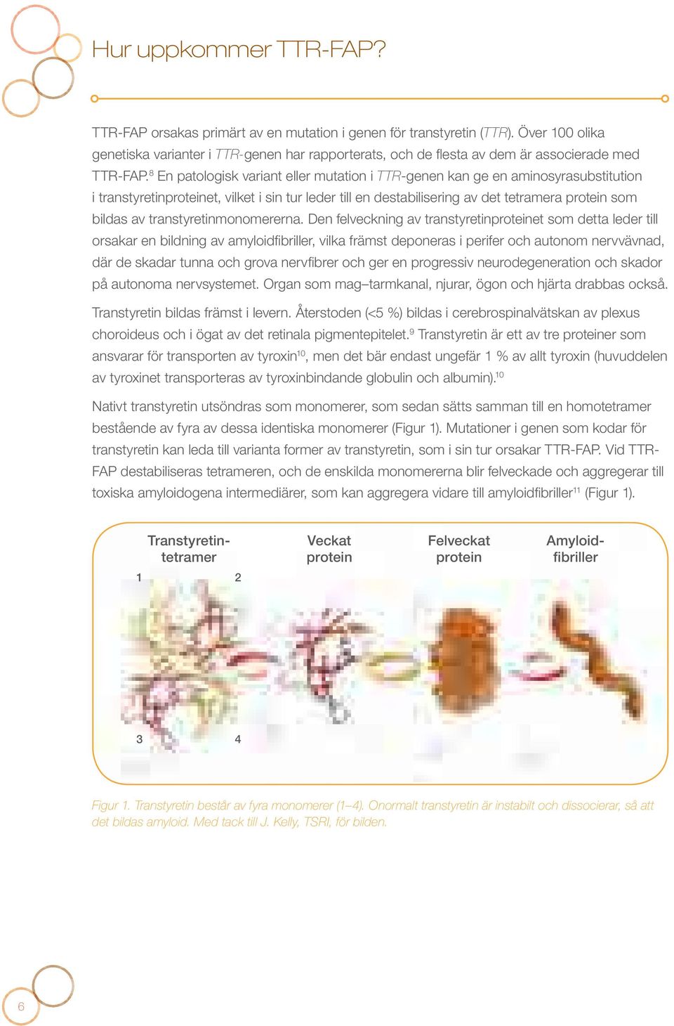 8 En patologisk variant eller mutation i TTR-genen kan ge en aminosyrasubstitution i transtyretinproteinet, vilket i sin tur leder till en destabilisering av det tetramera protein som bildas av