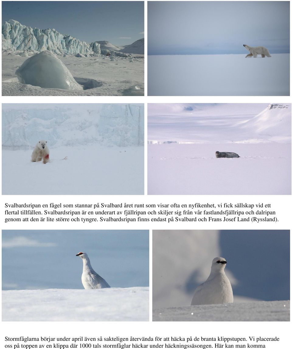 Svalbardsripan finns endast på Svalbard och Frans Josef Land (Ryssland).