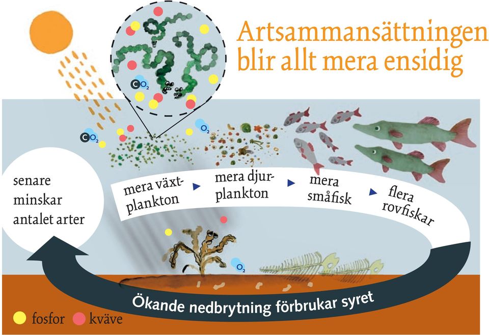 r- r mera d ur- mera plakto plakto småfisk > > fl