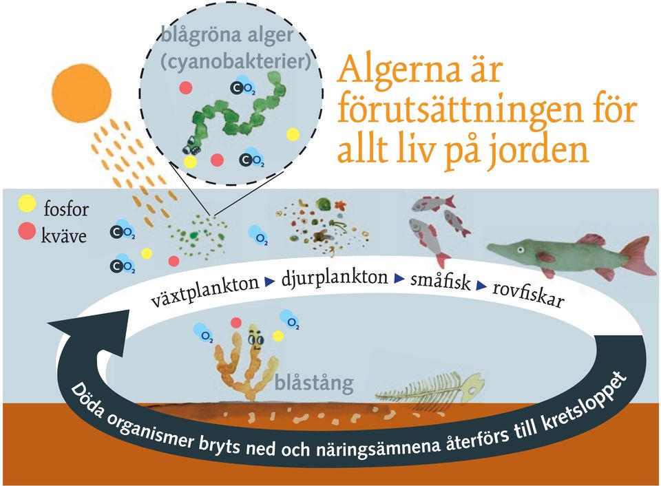 växtplakto > djurplakto > småfisk > rovfiskar blåståg