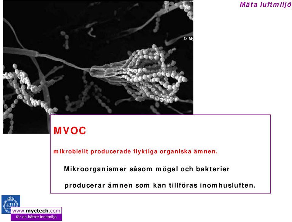 Mikroorganismer såsom mögel och