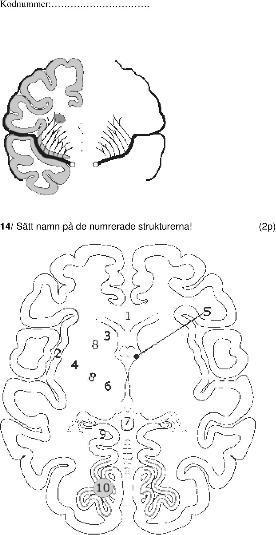 numrerade