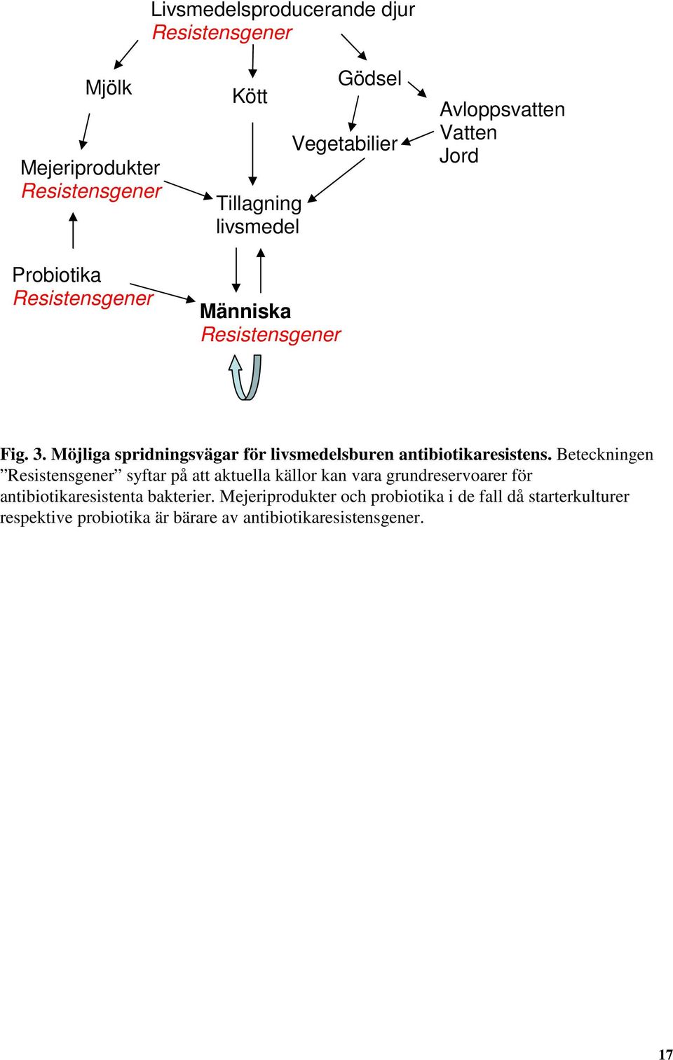 Möjliga spridningsvägar för livsmedelsburen antibiotikaresistens.