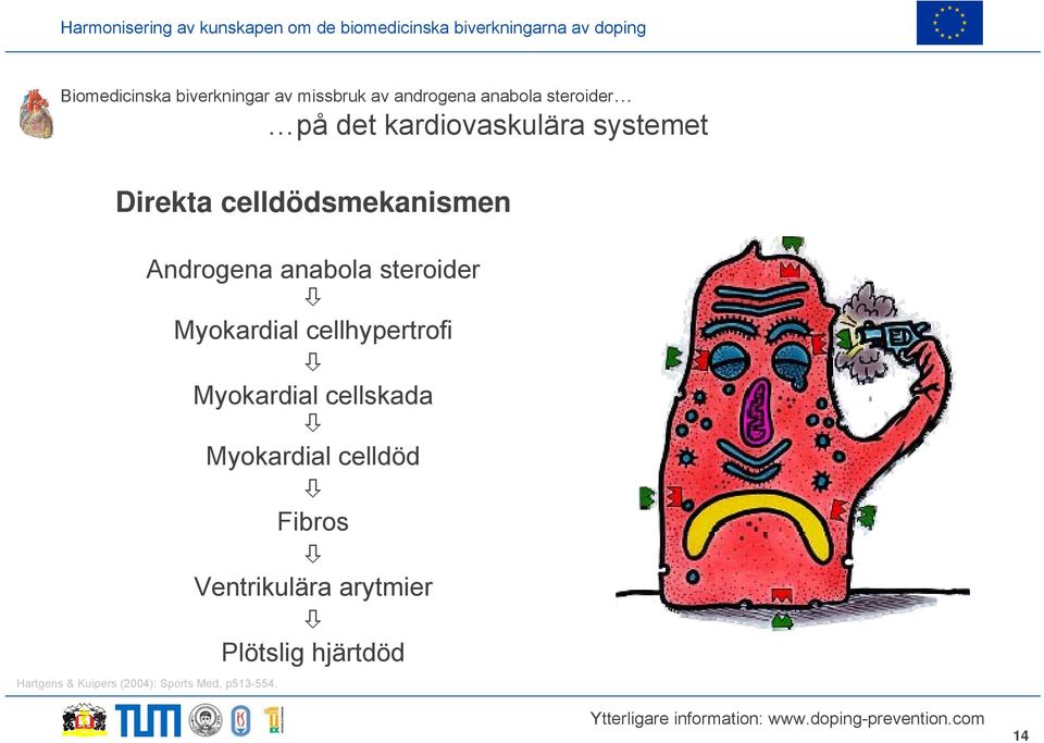 Myokardial cellhypertrofi Myokardial cellskada Myokardial celldöd Fibros