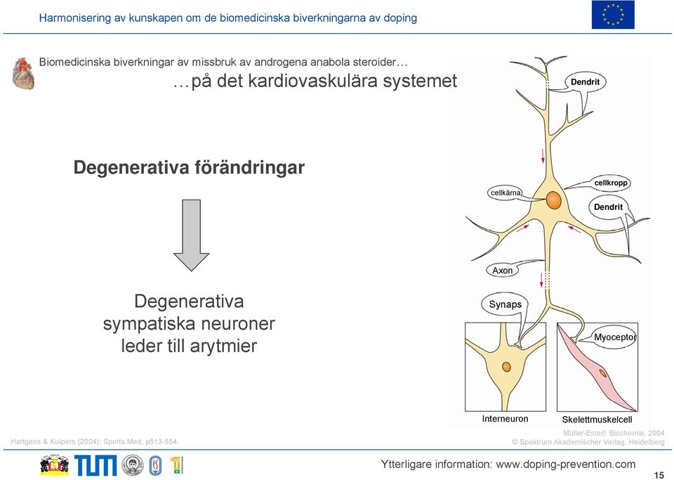 neuroner leder till arytmier Axon Synaps Myoceptor Hartgens & Kuipers (2004): Sports Med,