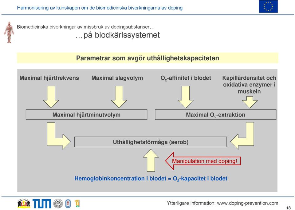 Kapillärdensitet och oxidativa enzymer i muskeln Maximal hjärtminutvolym Maximal O 2 -extraktion