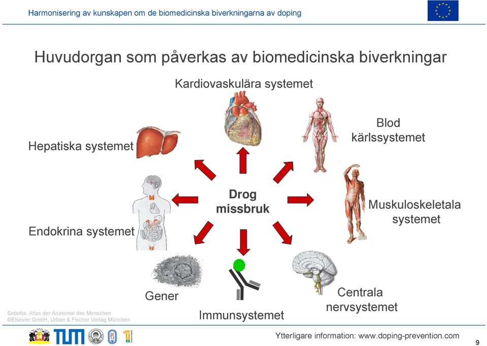 missbruk Muskuloskeletala systemet Sobotta: Atlas der Anatomie des Menschen