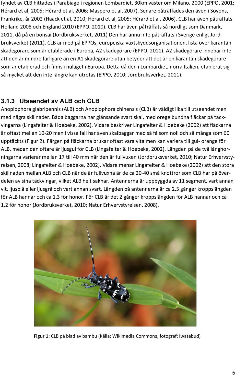 CLB har även påträffats så nordligt som Danmark, 2011, då på en bonsai (Jordbruksverket, 2011) Den har ännu inte påträffats i Sverige enligt Jordbruksverket (2011).