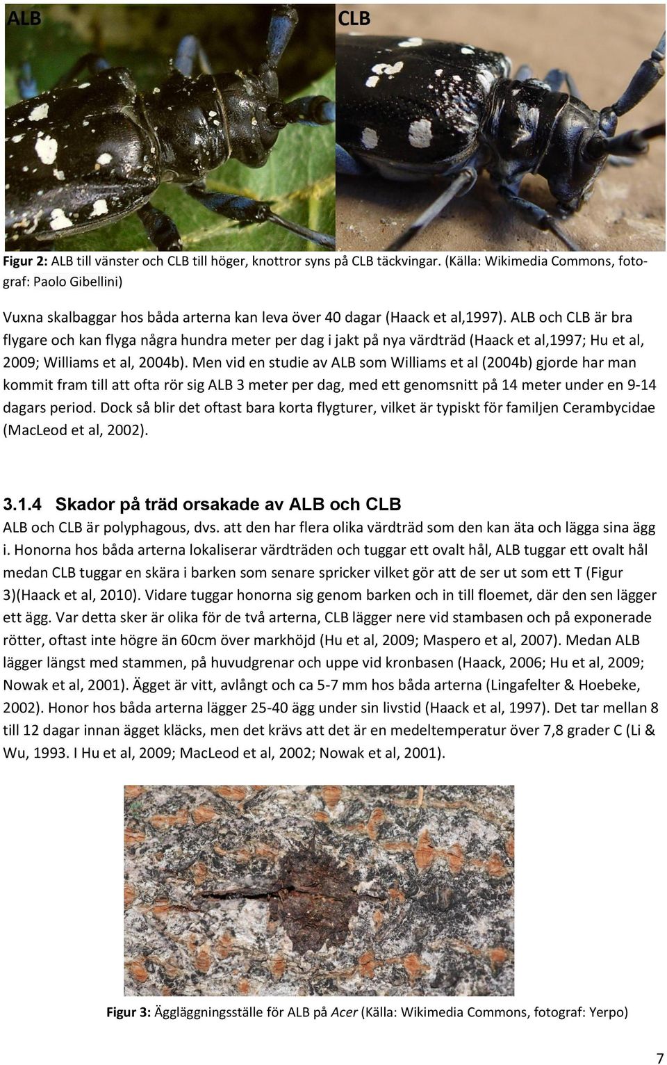 ALB och CLB är bra flygare och kan flyga några hundra meter per dag i jakt på nya träd (Haack et al,1997; Hu et al, 2009; Williams et al, 2004b).