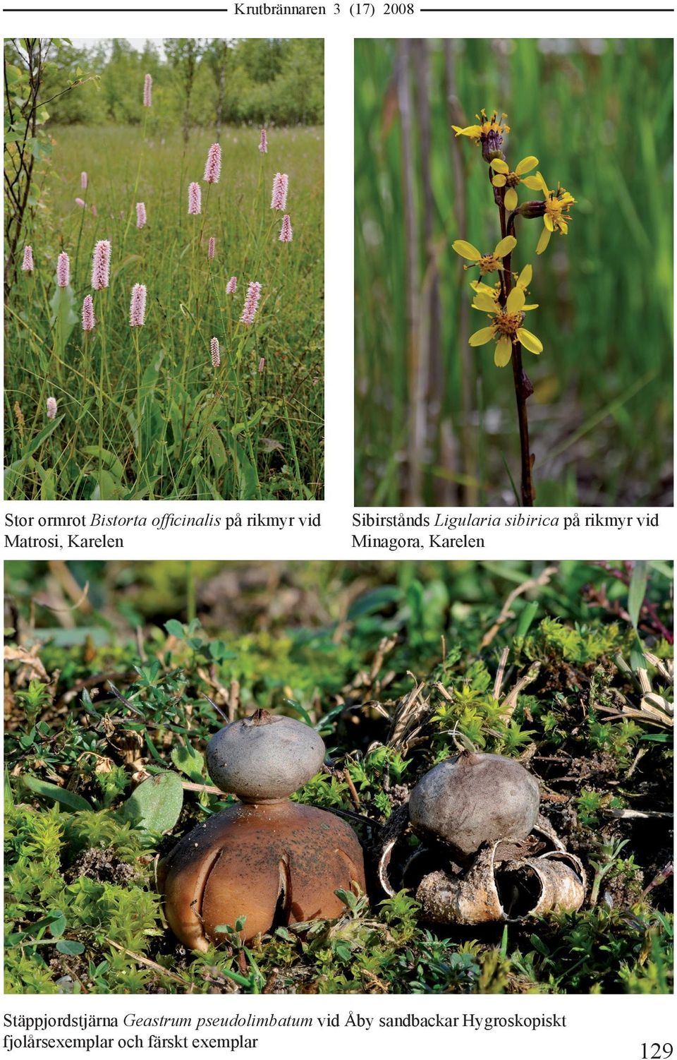 rikmyr vid Minagora, Karelen Stäppjordstjärna Geastrum