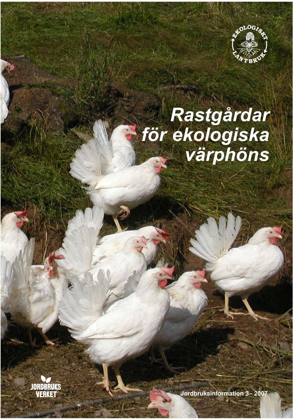 värphöns