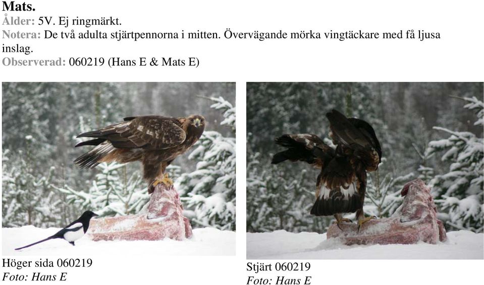 Övervägande mörka vingtäckare med få ljusa inslag.