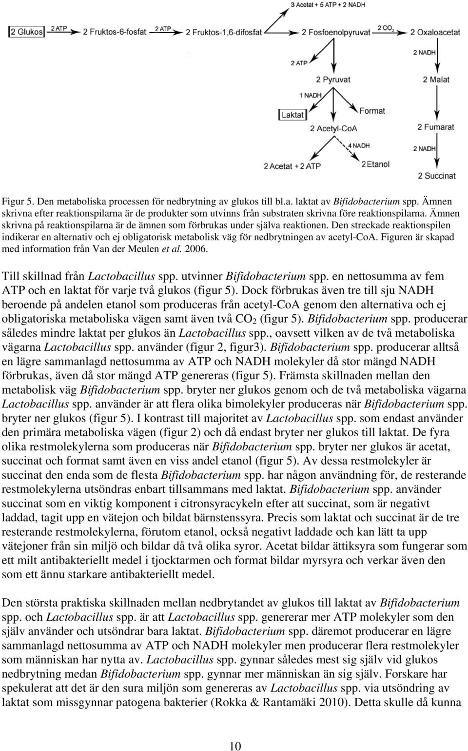 Den streckade reaktionspilen indikerar en alternativ och ej obligatorisk metabolisk väg för nedbrytningen av acetyl-coa. Figuren är skapad med information från Van der Meulen et al. 2006.