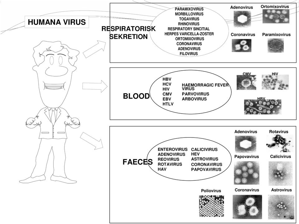 PARVOVIRUS ARBOVIRUS BLOOD CMV Poliovirus Rotavirus Adenovirus Coronavirus Astrovirus Calicivirus ENTEROVIRUS ADENOVIRUS