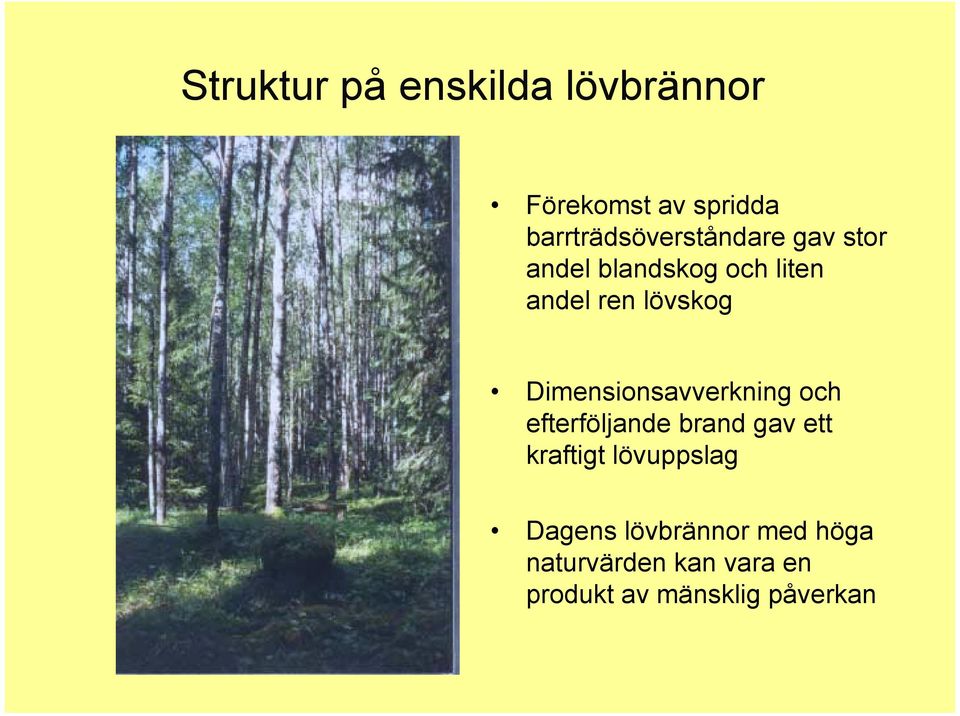 lövskog Dimensionsavverkning och efterföljande brand gav ett kraftigt