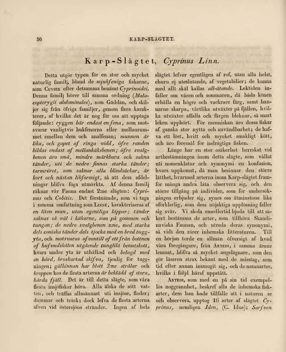 följande:ryggen bär endastenfena _, som motsvarar vanligtvis bukfenorna eller mellanrummet emellan dem och analfenan; munnen är likaj och gapet af ringa a)idd_, öfre randen bildas endast af