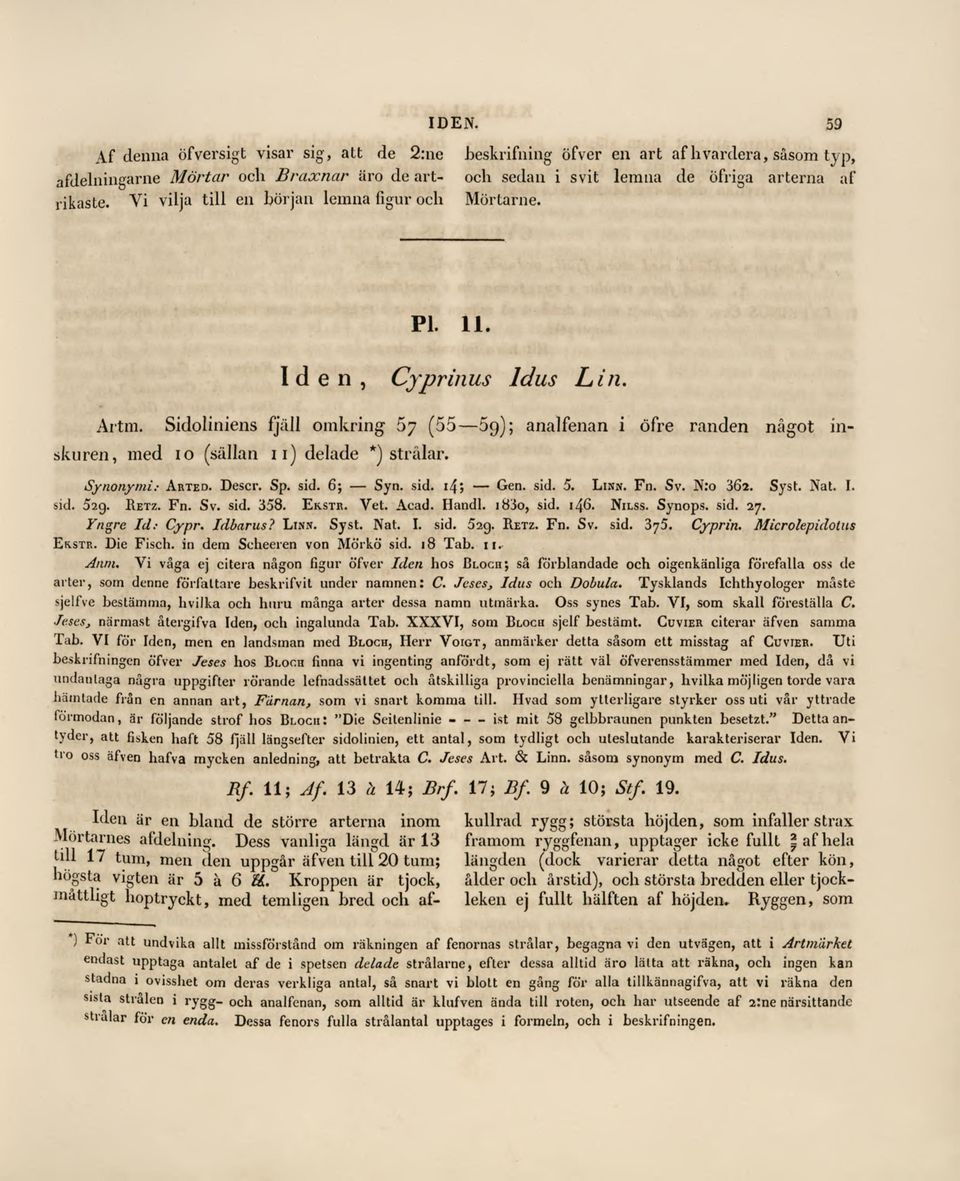 Sidoliniens fjäll omkring 5y (55 59); analfenaniöfre randen något inskuren, med 10 (sällan 11) delade *) strålar. Synonymi: Arted. Descr. Sp. sid. 6; Syn. sid. i/f; Gen. sid. 5. Linn. Fn. Sv. N:o 3Ö2.