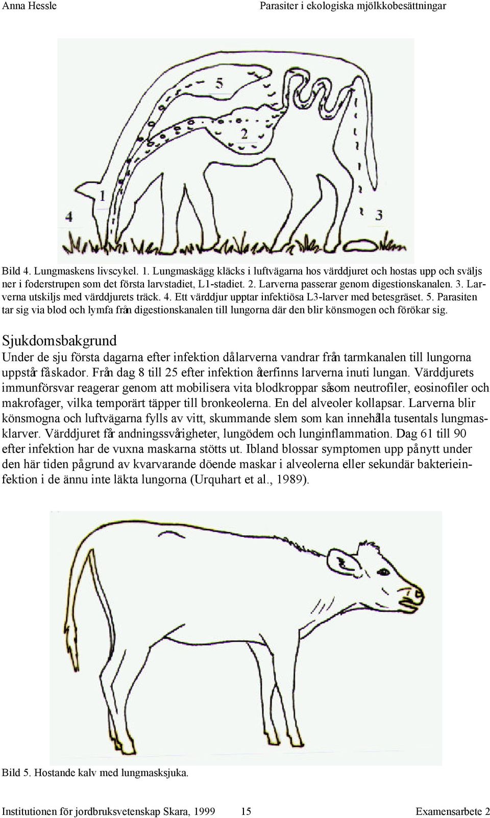 Parasiten tar sig via blod och lymfa från digestionskanalen till lungorna där den blir könsmogen och förökar sig.