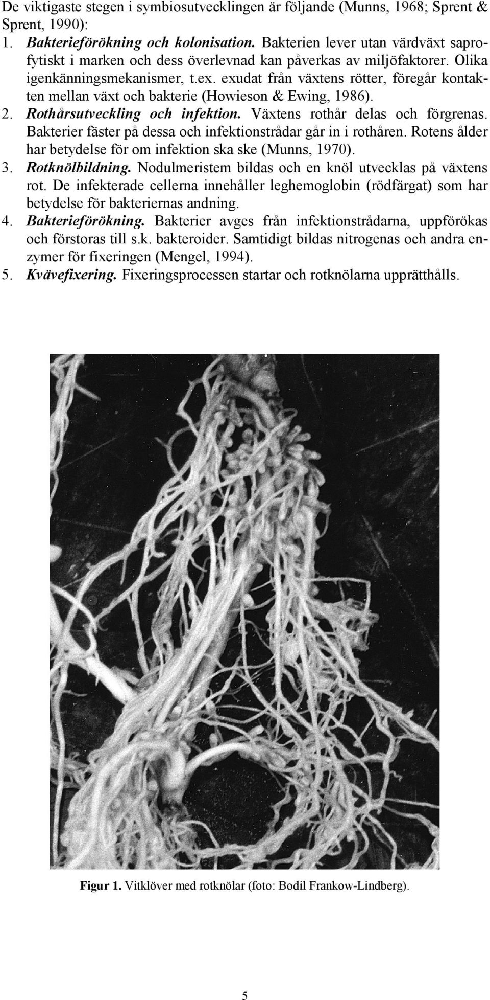 exudat från växtens rötter, föregår kontakten mellan växt och bakterie (Howieson & Ewing, 1986). 2. Rothårsutveckling och infektion. Växtens rothår delas och förgrenas.