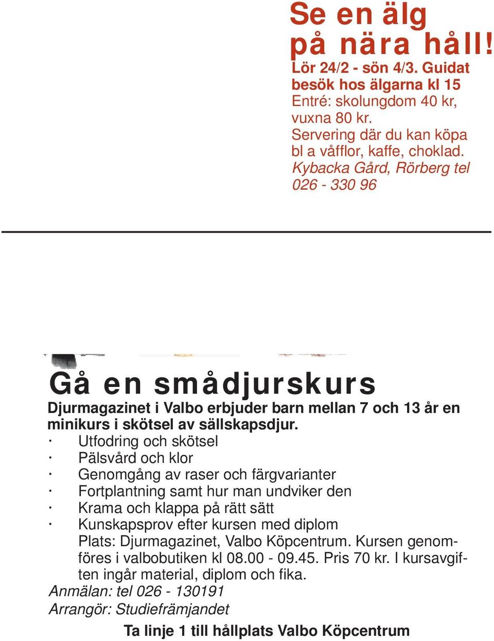 Utfodring och skötsel Pälsvård och klor Genomgång av raser och färgvarianter Fortplantning samt hur man undviker den Krama och klappa på rätt sätt Kunskapsprov efter kursen med diplom