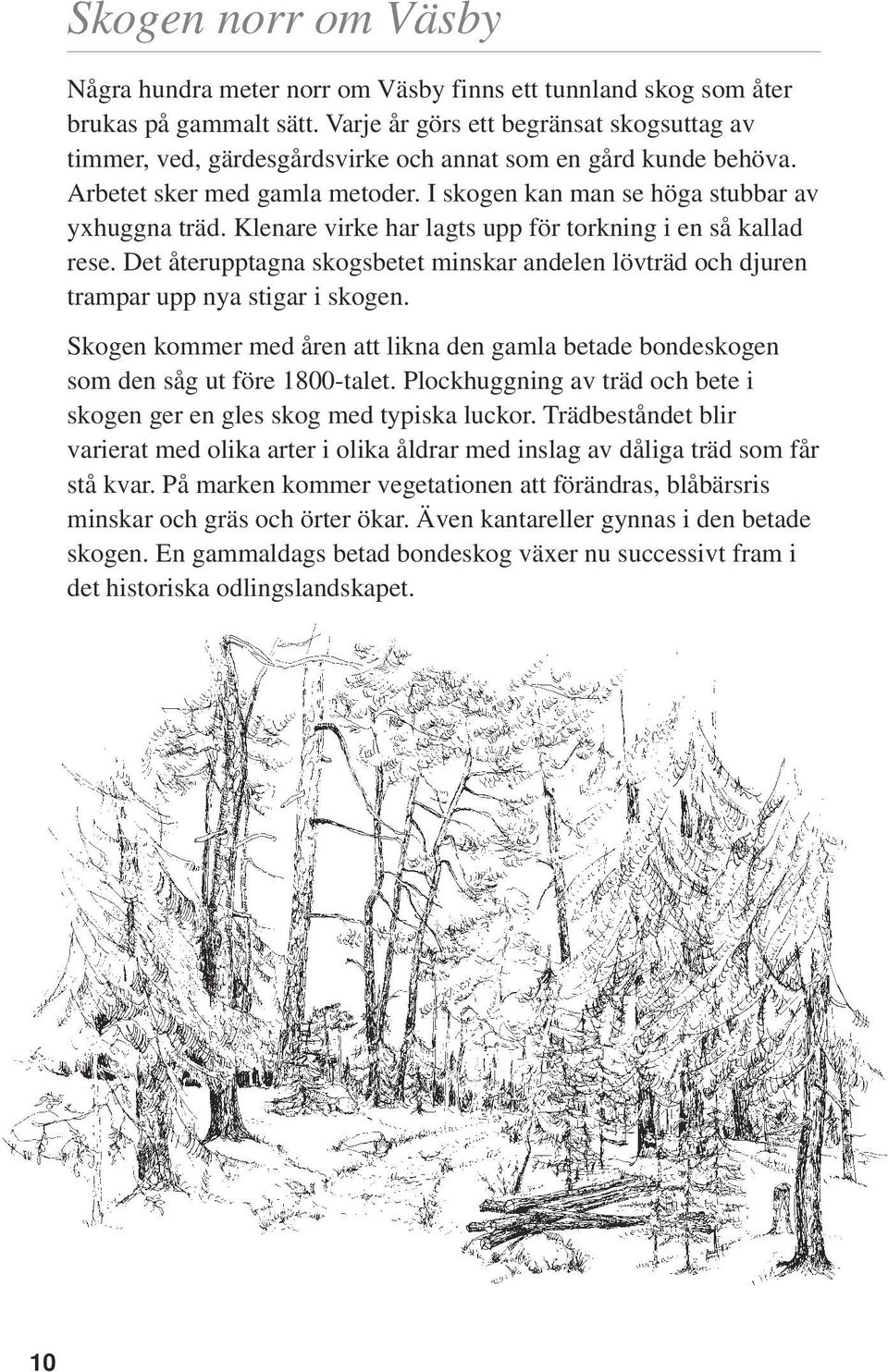 Klenare virke har lagts upp för torkning i en så kallad rese. Det återupptagna skogsbetet minskar andelen lövträd och djuren trampar upp nya stigar i skogen.