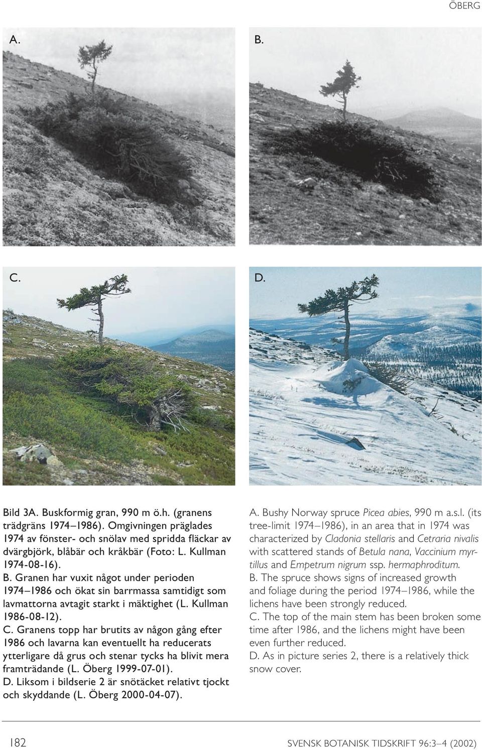 Granens topp har brutits av någon gång efter 1986 och lavarna kan eventuellt ha reducerats ytterligare då grus och stenar tycks ha blivit mera framträdande (L. Öberg 1999-07-01). D.