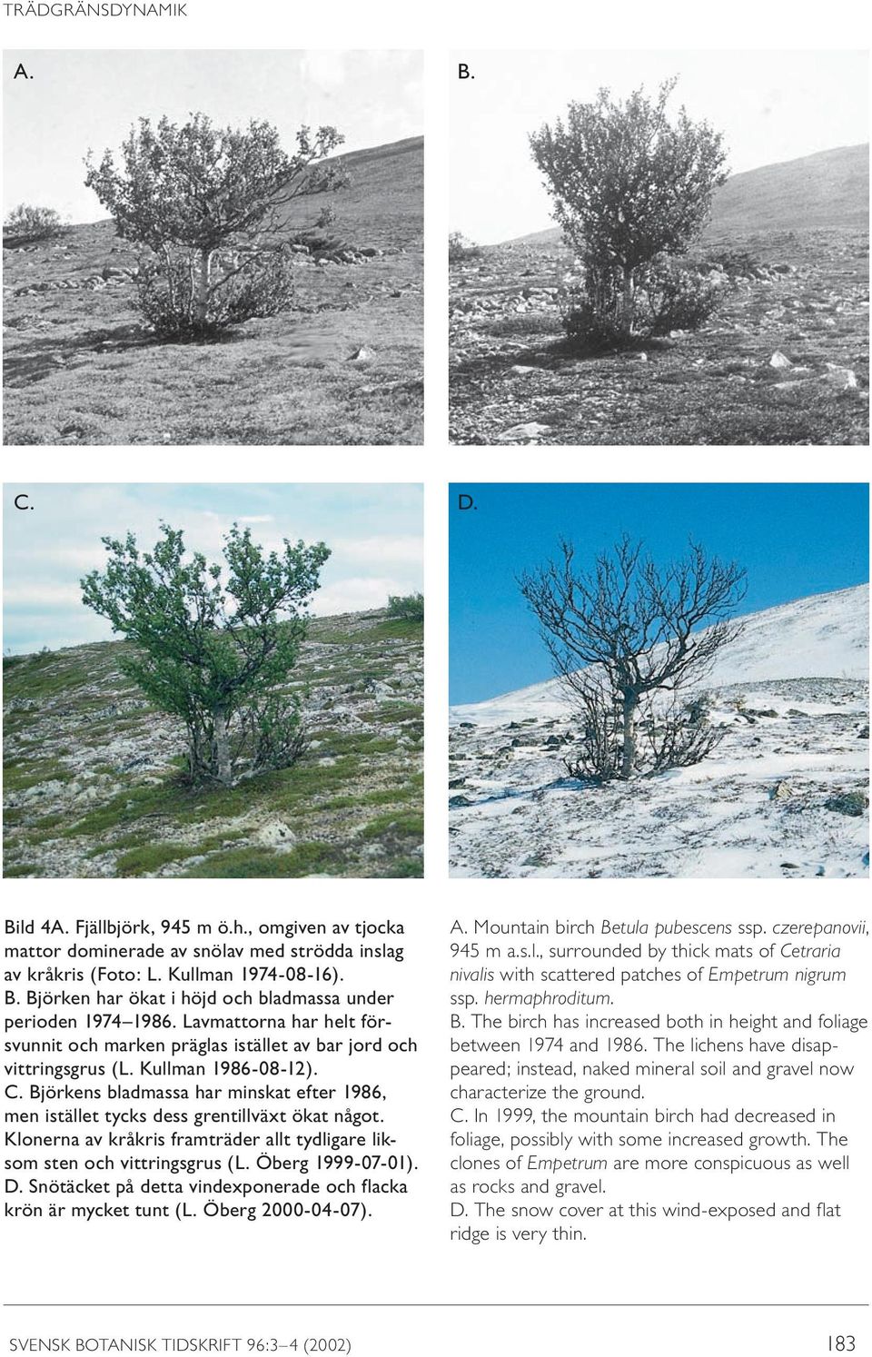 Björkens bladmassa har minskat efter 1986, men istället tycks dess grentillväxt ökat något. Klonerna av kråkris framträder allt tydligare liksom sten och vittringsgrus (L. Öberg 1999-07-01). D.