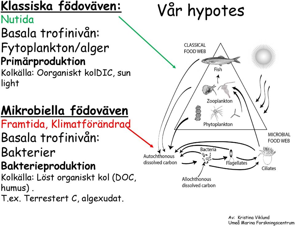 Klimatförändrad Basala trofinivån: Bakterier Bakterieproduktion Kolkälla: Löst organiskt