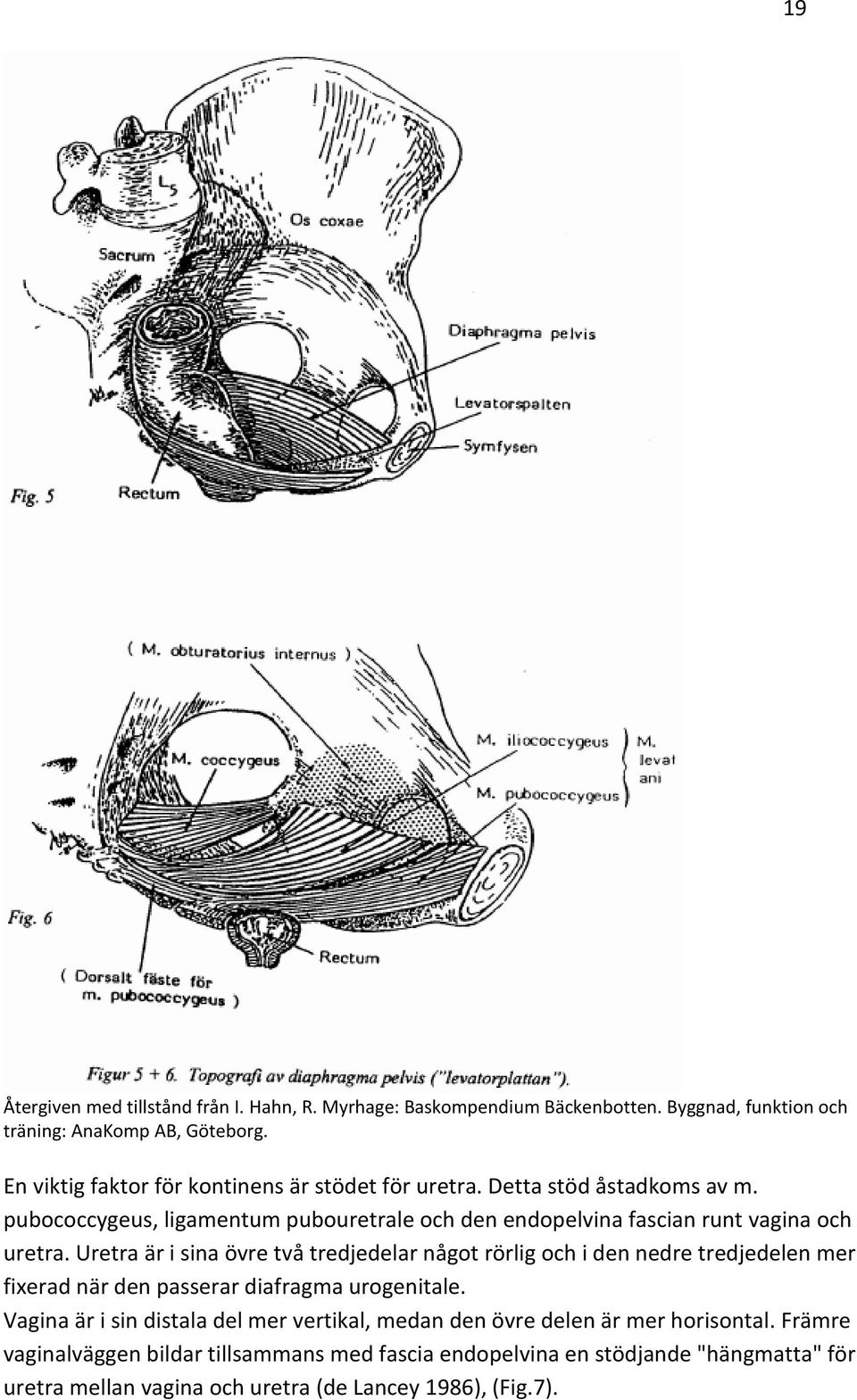 pubococcygeus, ligamentum pubouretrale och den endopelvina fascian runt vagina och uretra.