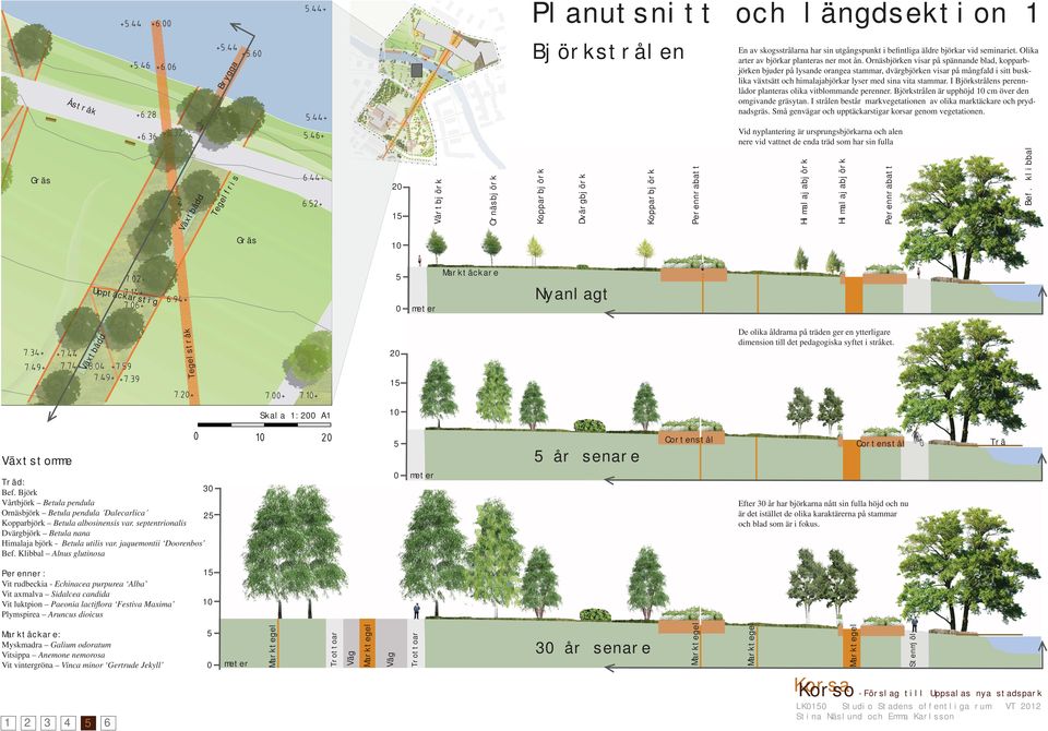 I Björkstrålens perennlådor planteras olika vitblommande perenner. Björkstrålen är upphöjd cm över den omgivande gräsytan. I strålen består markvegetationen av olika marktäckare och prydnadsgräs.