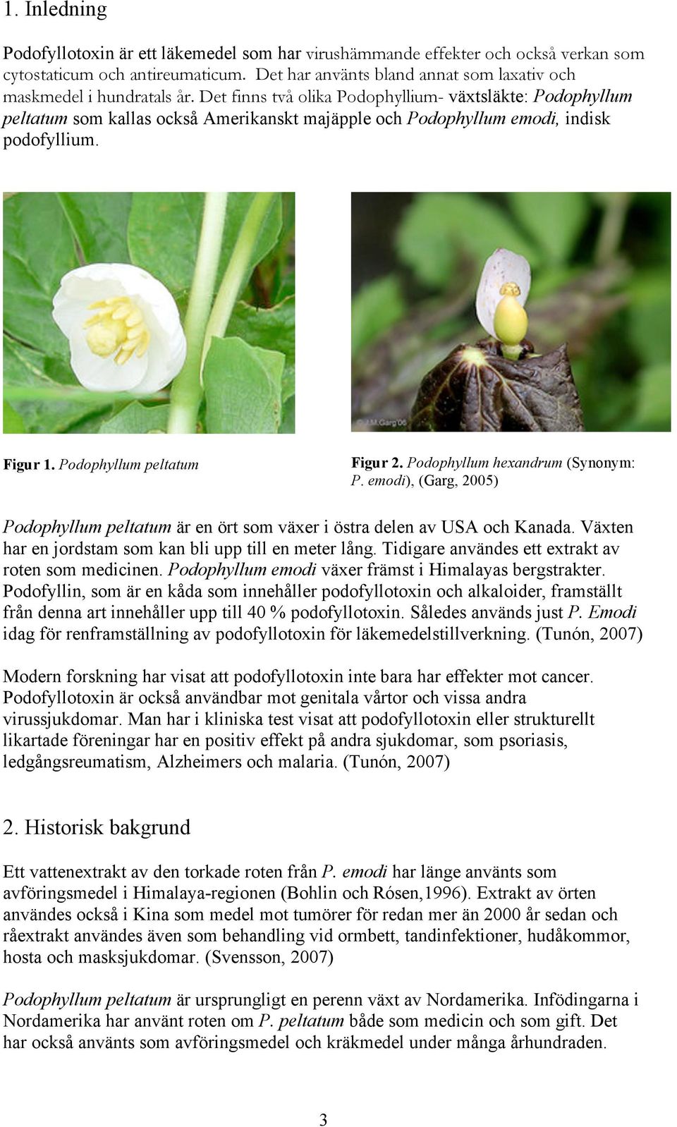 Podophyllum hexandrum (Synonym: P. emodi), (Garg, 2005) Podophyllum peltatum är en ört som växer i östra delen av USA och Kanada. Växten har en jordstam som kan bli upp till en meter lång.