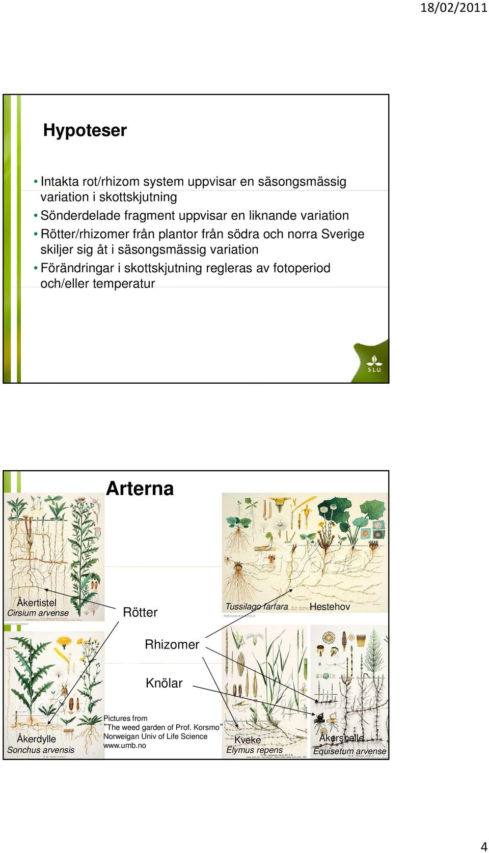 fotoperiod och/eller temperatur Arterna Åkertistel Cirsium arvense Rötter Tussilago farfara Hestehov Rhizomer Knölar Pictures from The weed