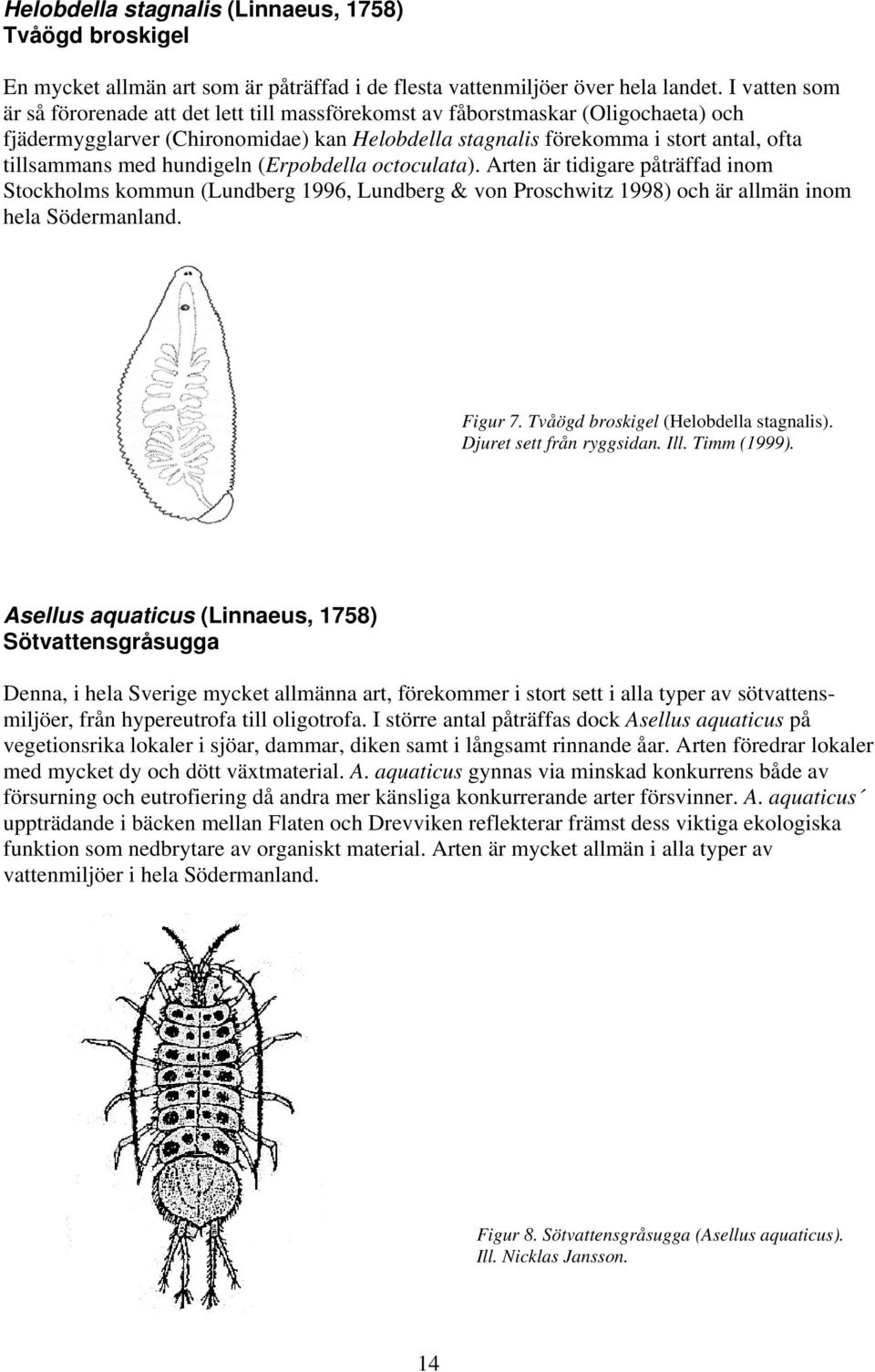 hundigeln (Erpobdella octoculata). Arten är tidigare påträffad inom Stockholms kommun (Lundberg 1996, Lundberg & von Proschwitz 1998) och är allmän inom hela Södermanland. Figur 7.