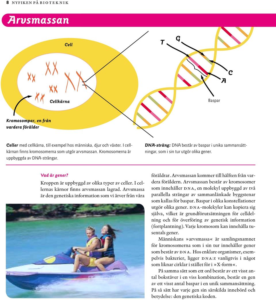 Vad är gener? Kroppen är uppbyggd av olika typer av celler. I cellernas kärnor finns arvsmassan lagrad. Arvsmassa är den genetiska information som vi ärver från våra föräldrar.