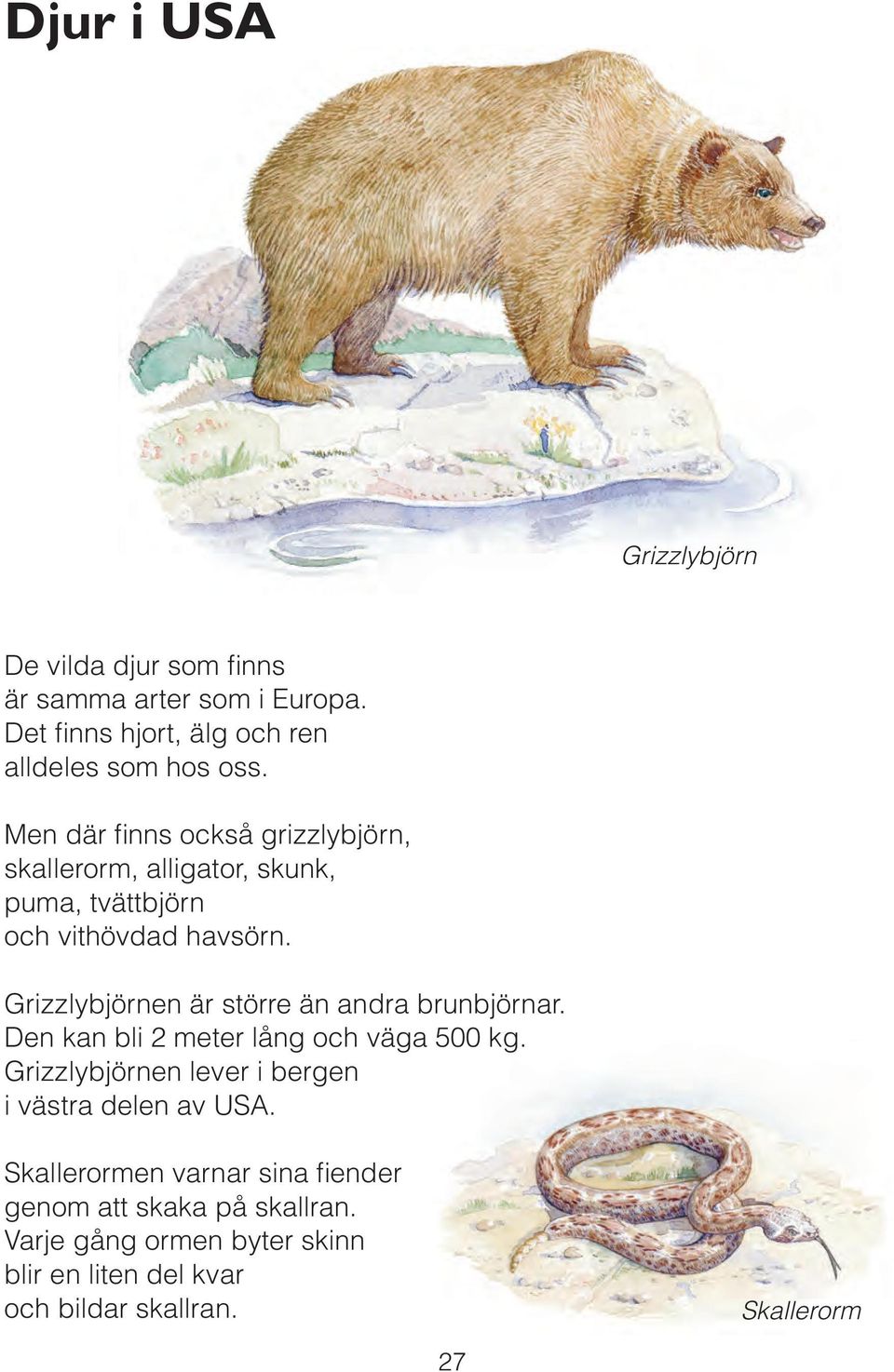 Grizzlybjörnen är större än andra brunbjörnar. Den kan bli 2 meter lång och väga 500 kg.